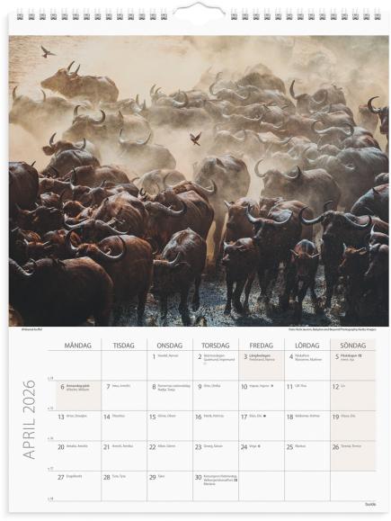  Väggkalender 2026 Savannen