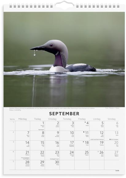  Väggkalender 2026 Fåglar
