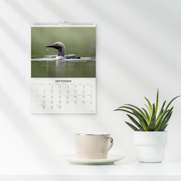  Väggkalender 2026 Fåglar