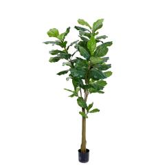  Konstv&auml;xt Fiolfikus 150cm