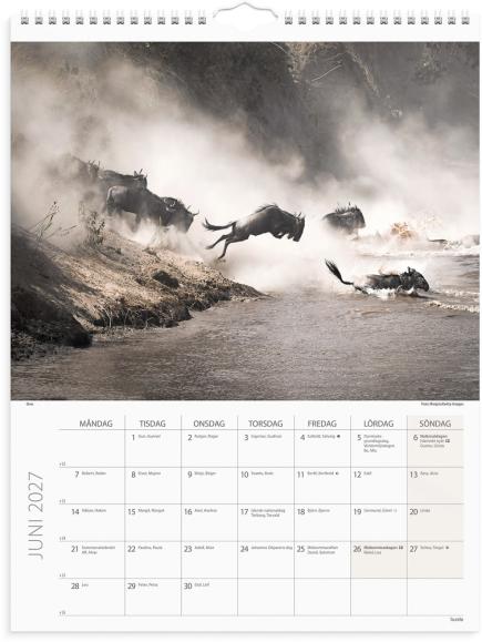  Väggkalender 2027 Savannen
