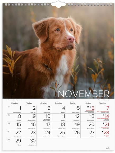 Väggkalender 2027 Stora Hundkalendern